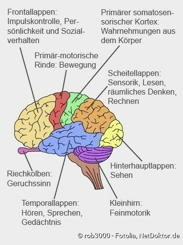 übungen Fürs Gehirn Zum Ausdrucken